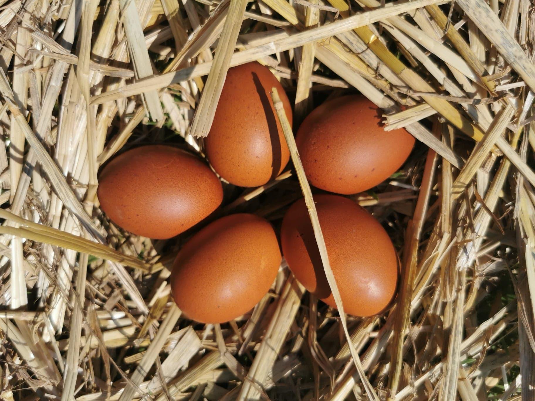 œufs de Marans