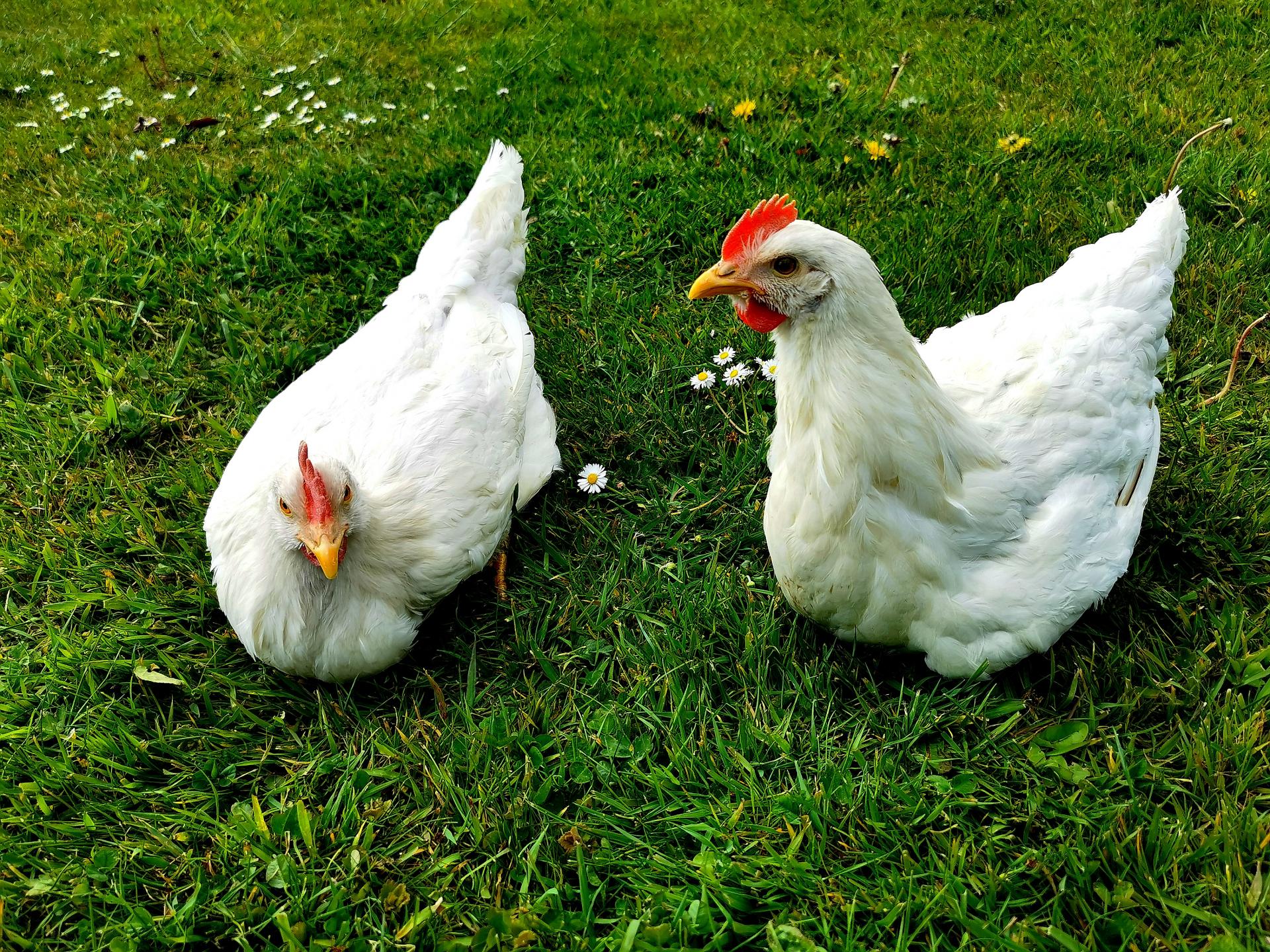 La poule Azur