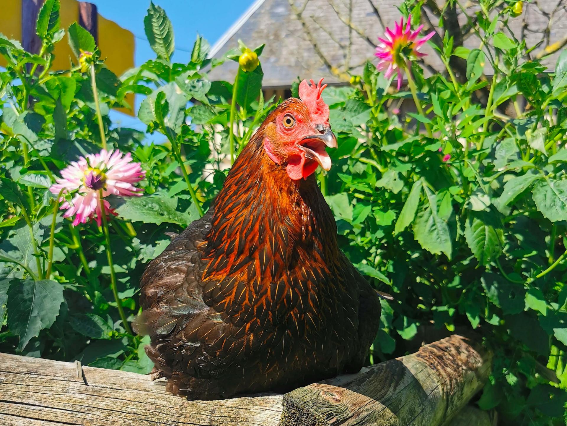 La poule de Marans